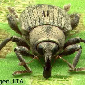 thumbnail for publication: Mottled Water Hyacinth Weevil Neochetina eichhorniae Warner (Insecta: Coleoptera: Curculionidae)